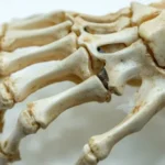 Study of Animals Without Backbones